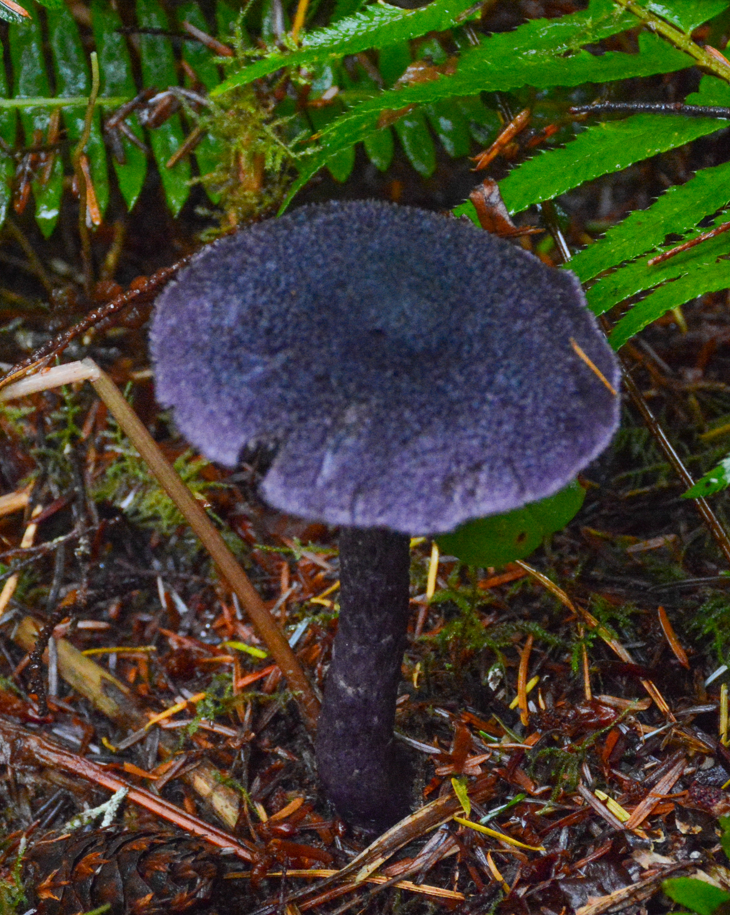 Cortinarius violaceus