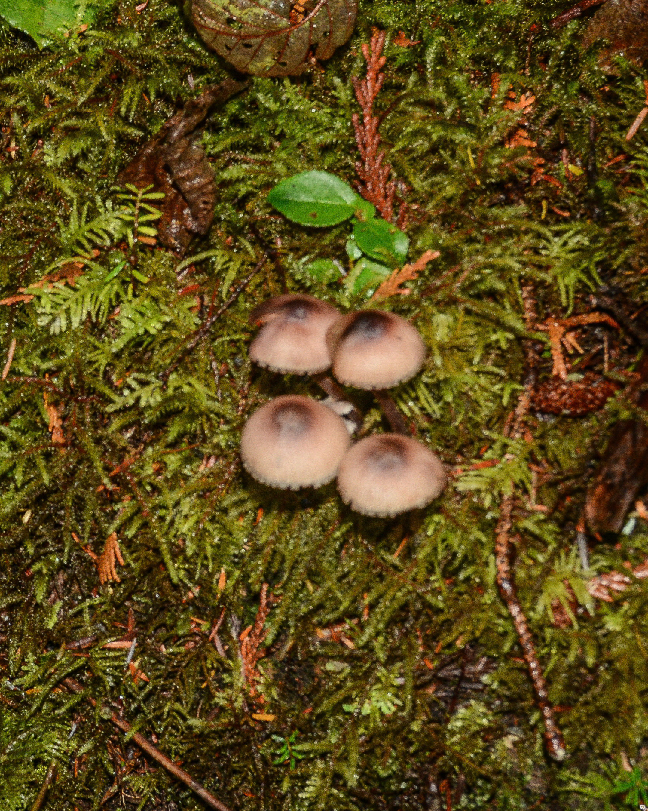 Mycena haematopus