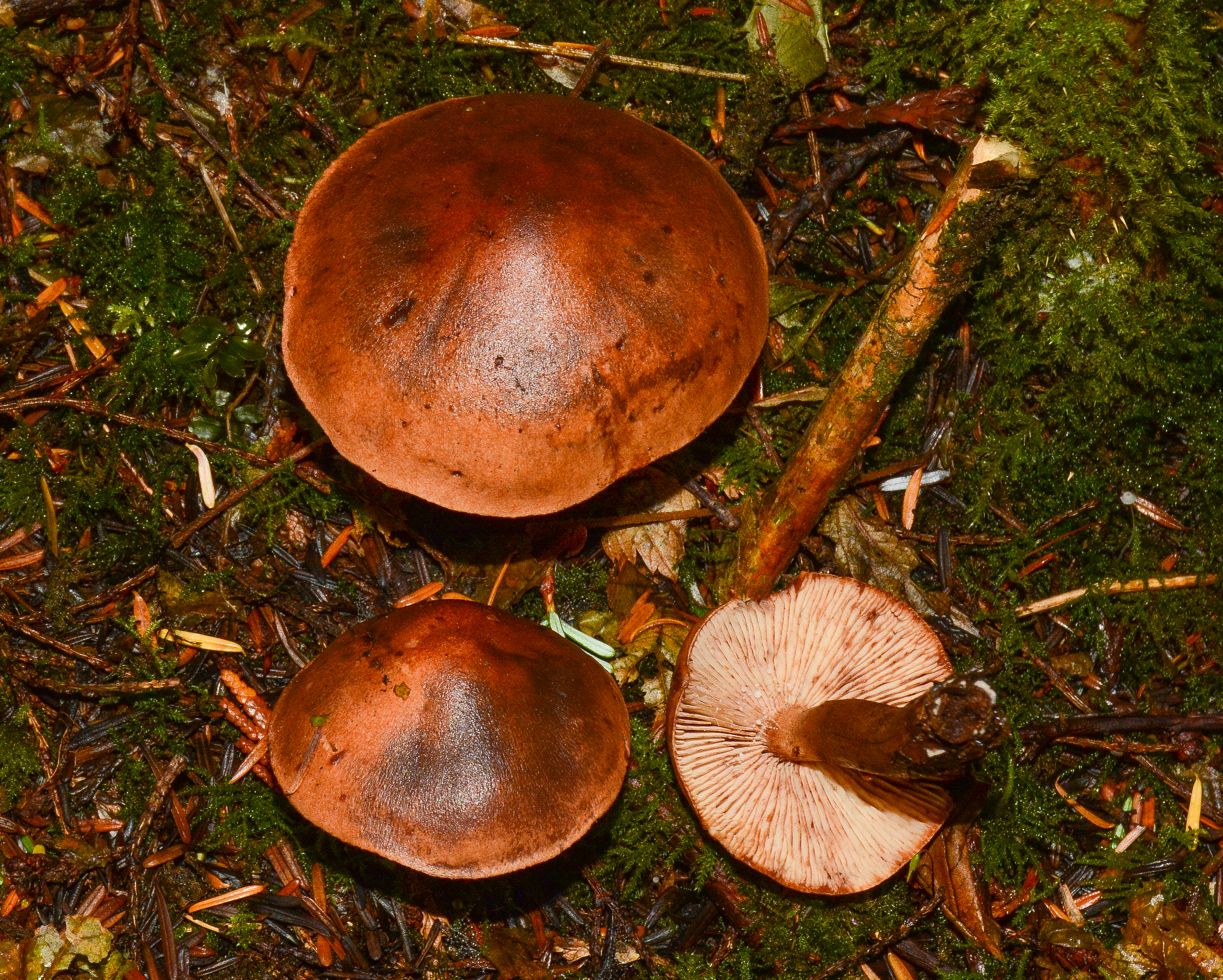 Rhodocollybia badialba