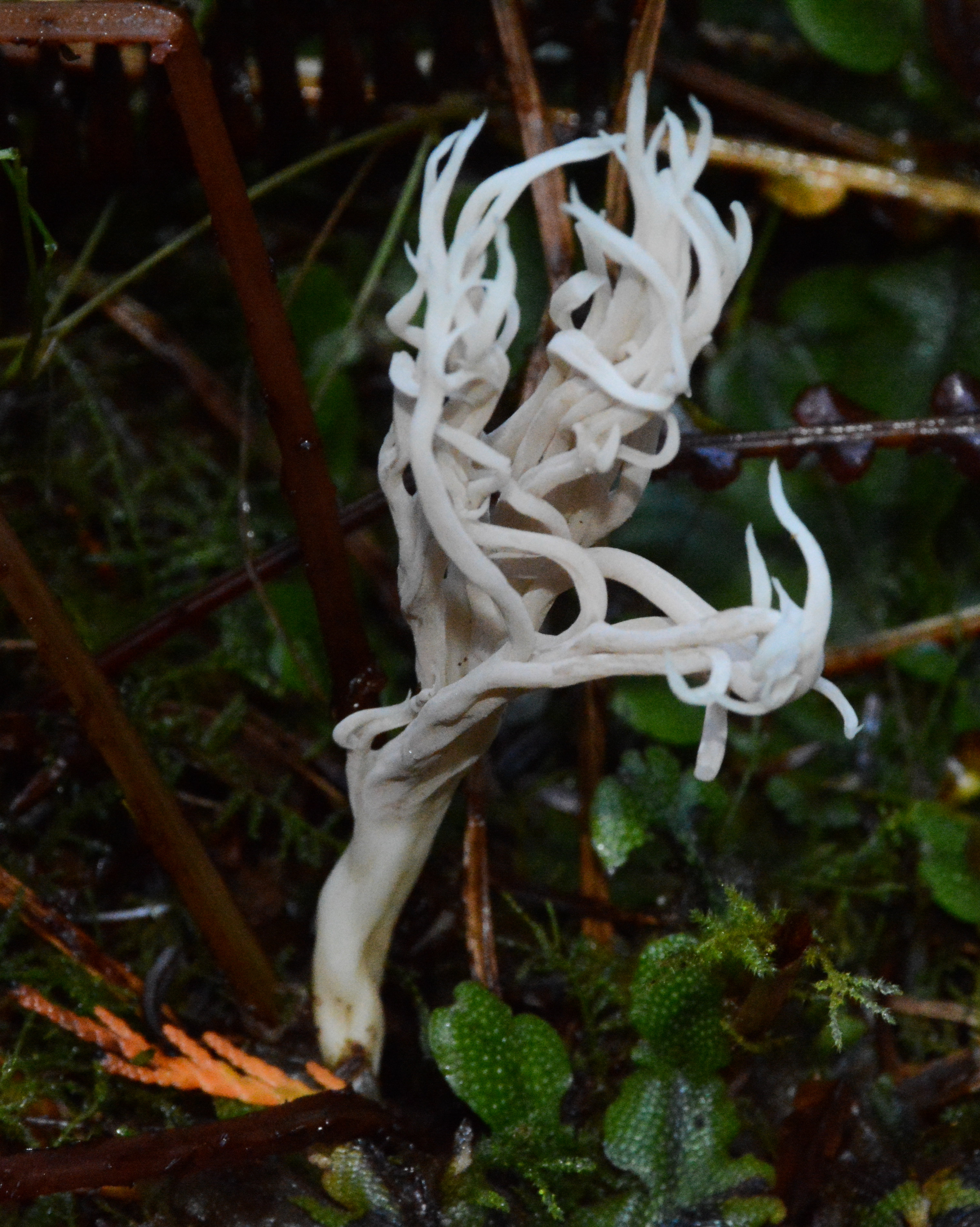 Clavulina rugosa