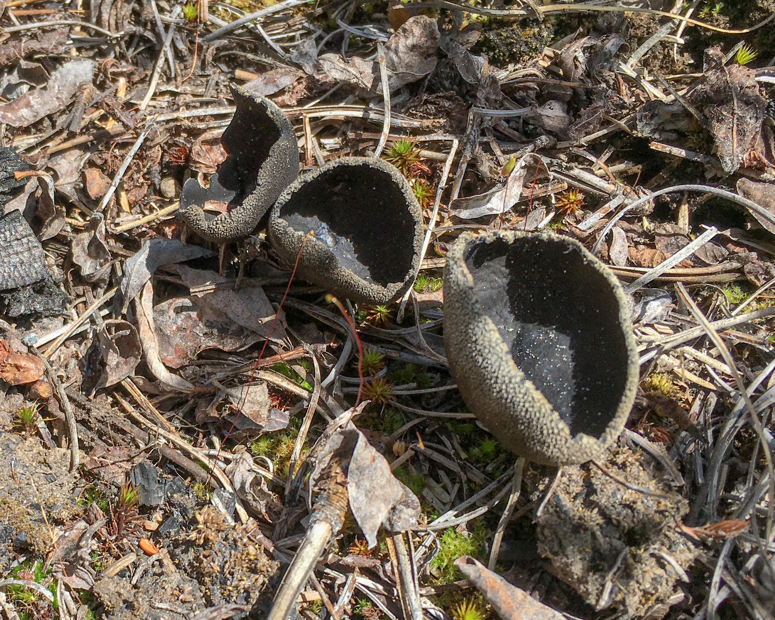 Pseudoplectania nigrella