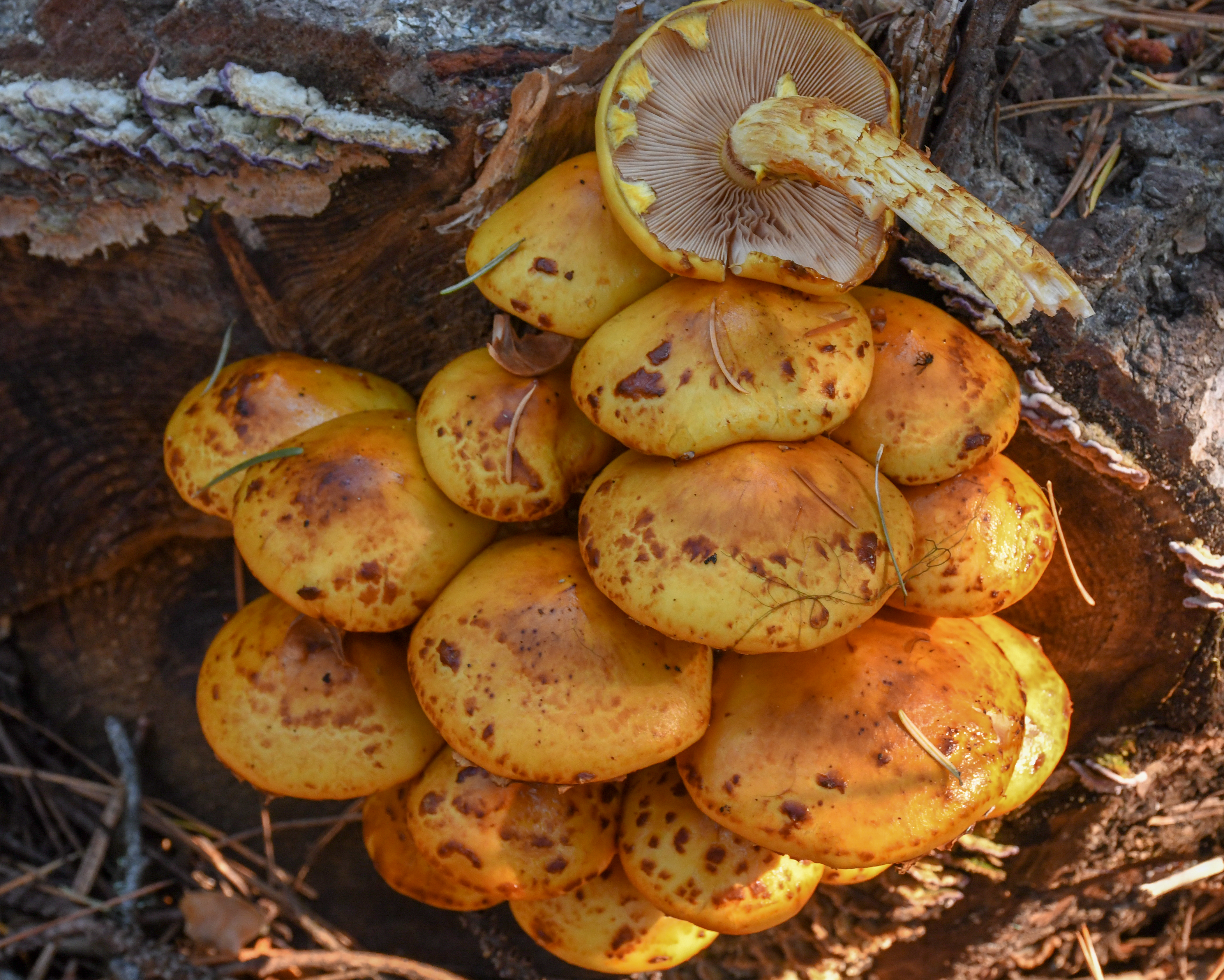 Pholiota aurivella