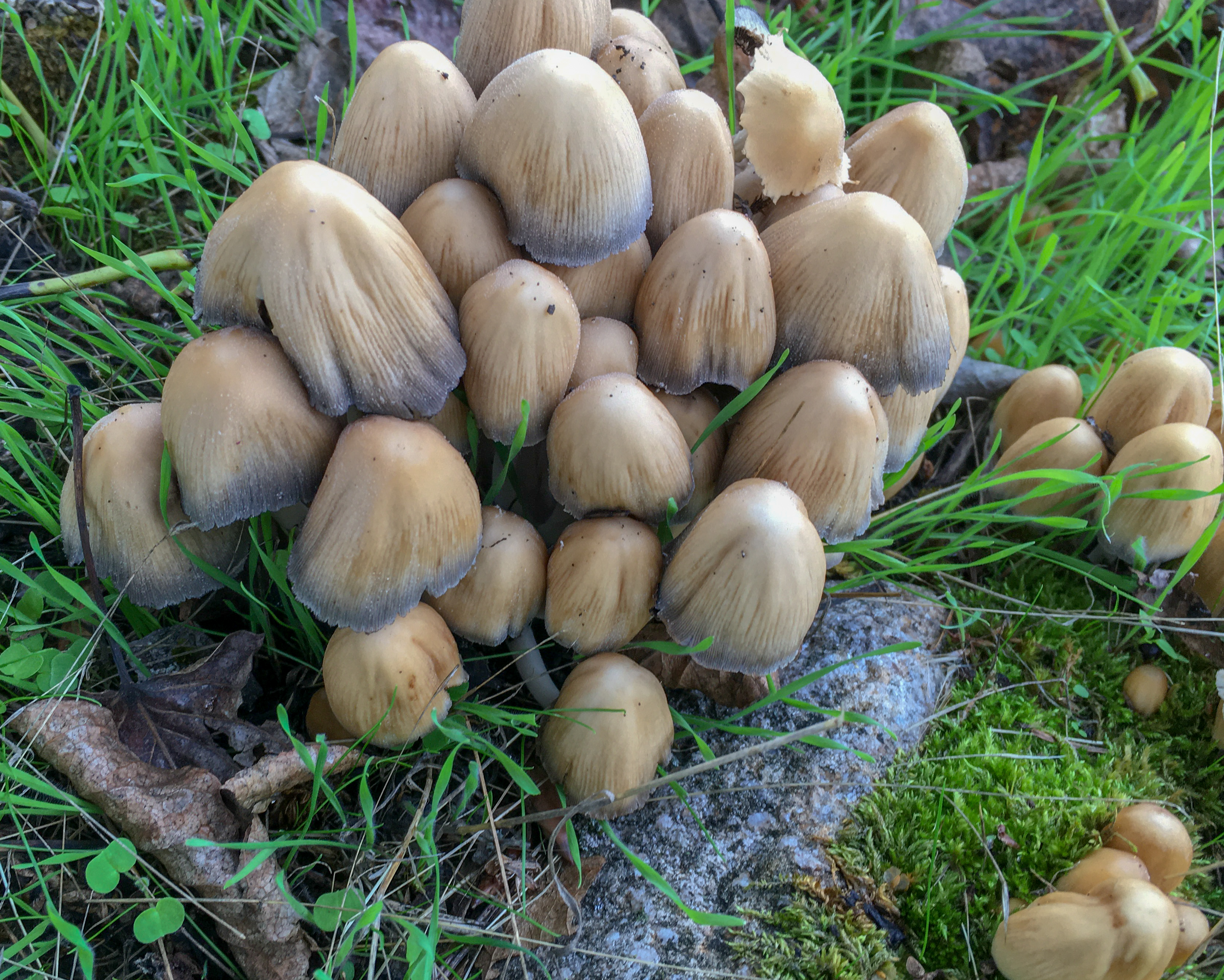 Coprinopsis atramentaria