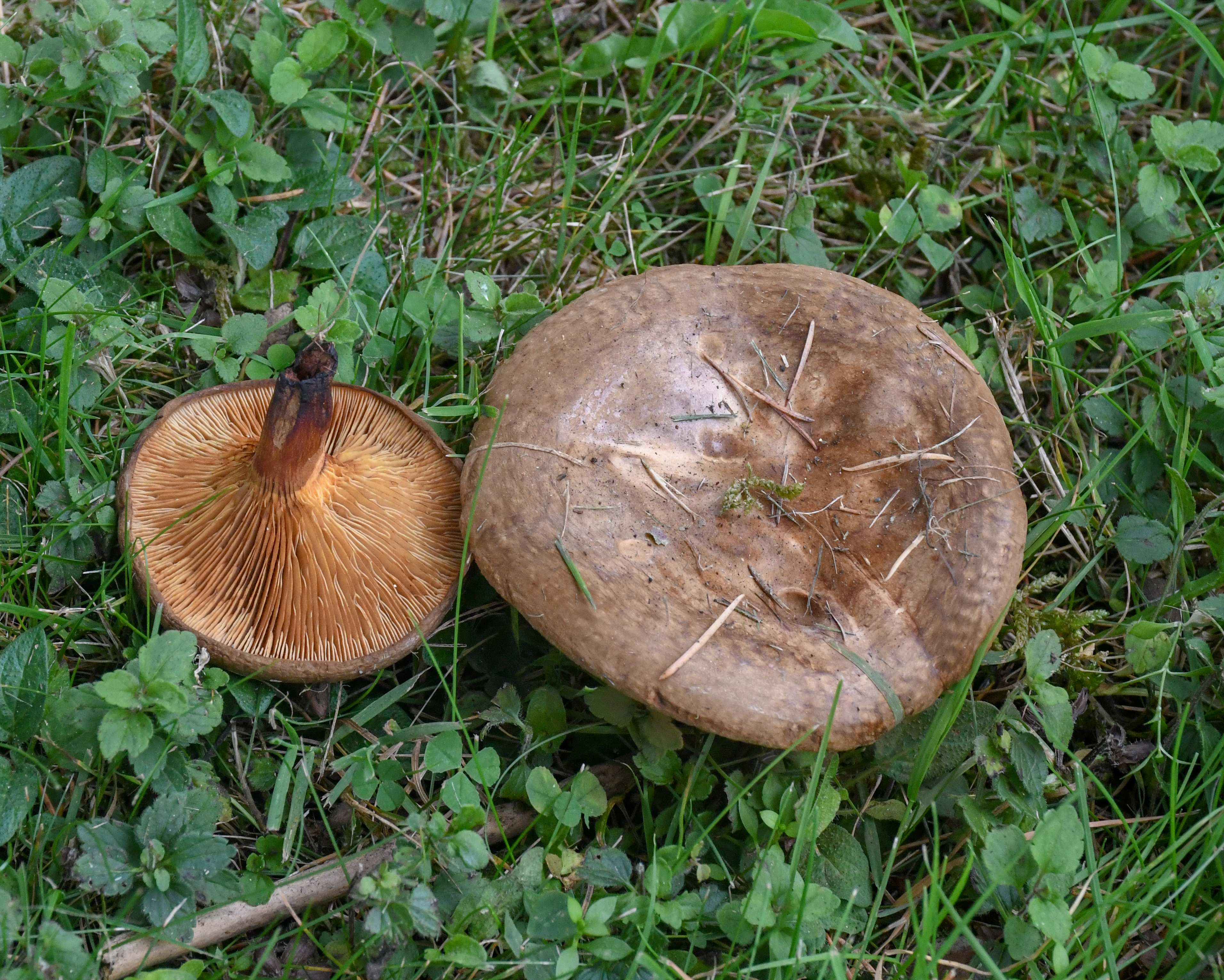 Paxillus Involutus