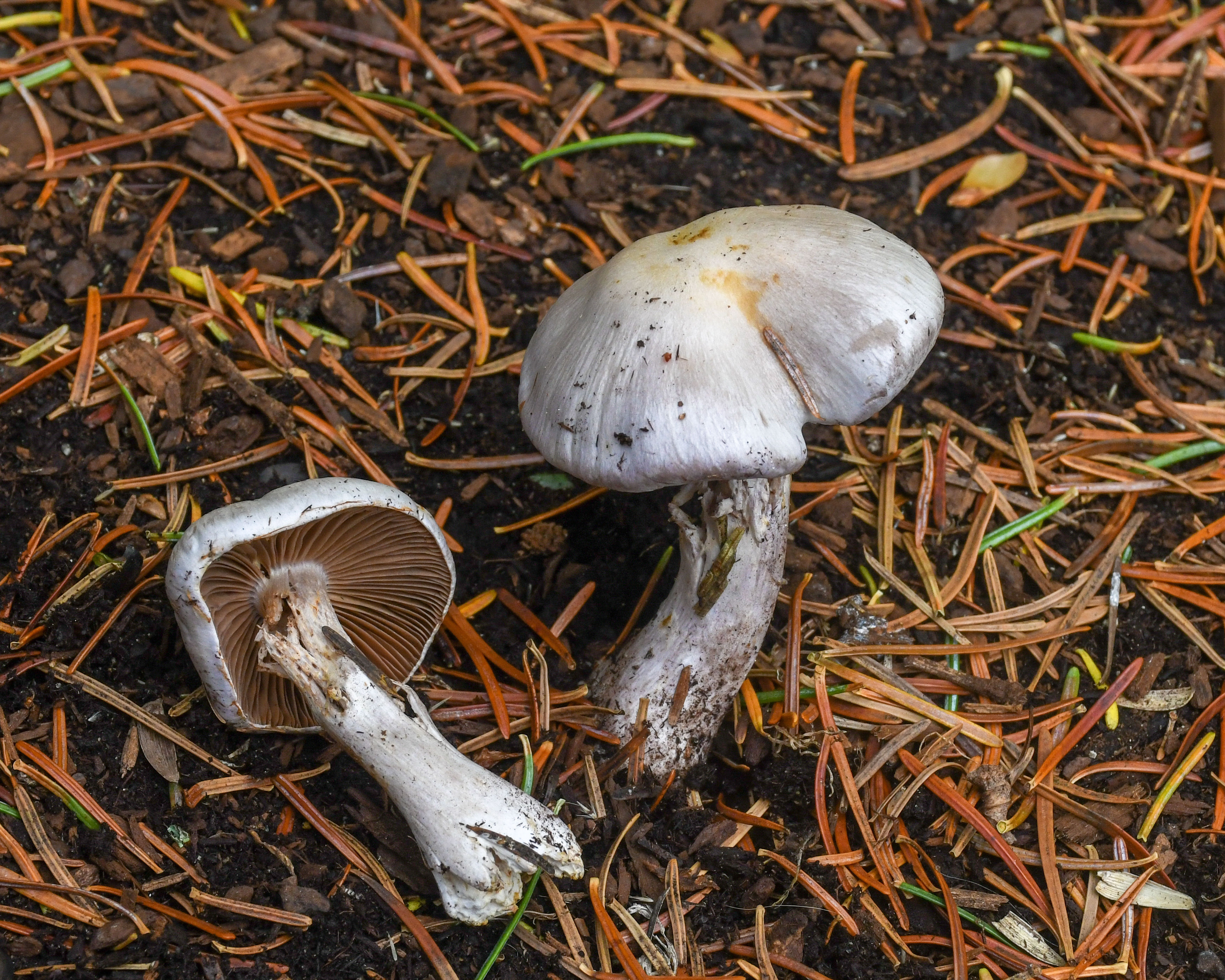 Cortinarius alboviolaceus