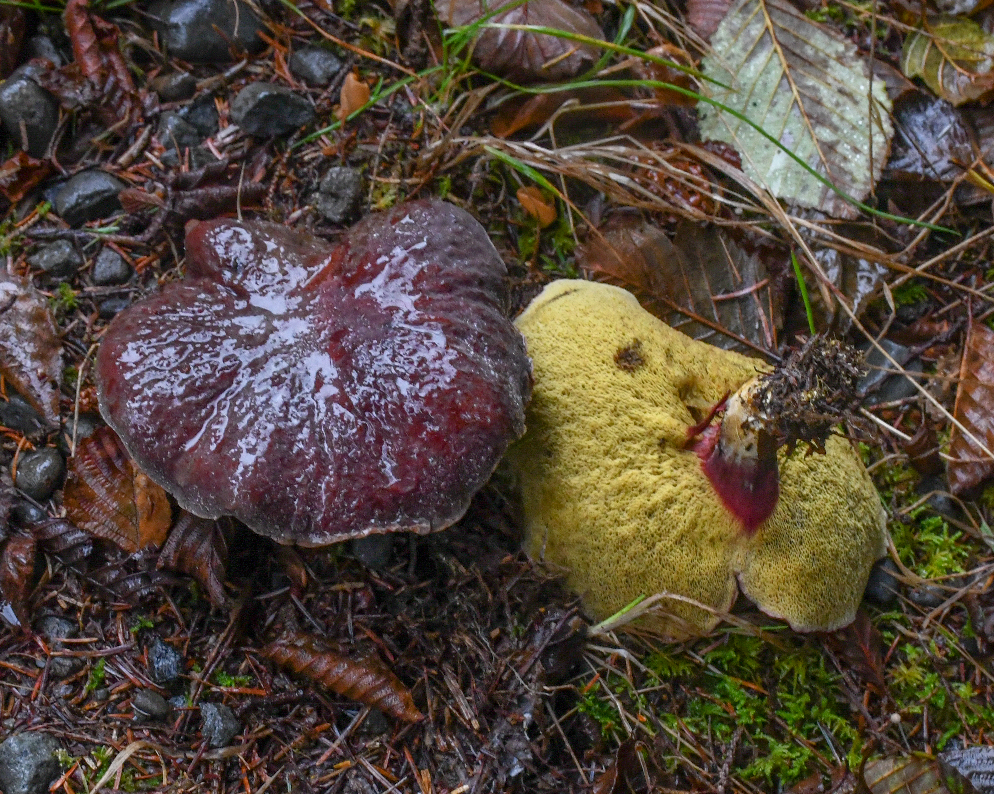 Boletus smithii