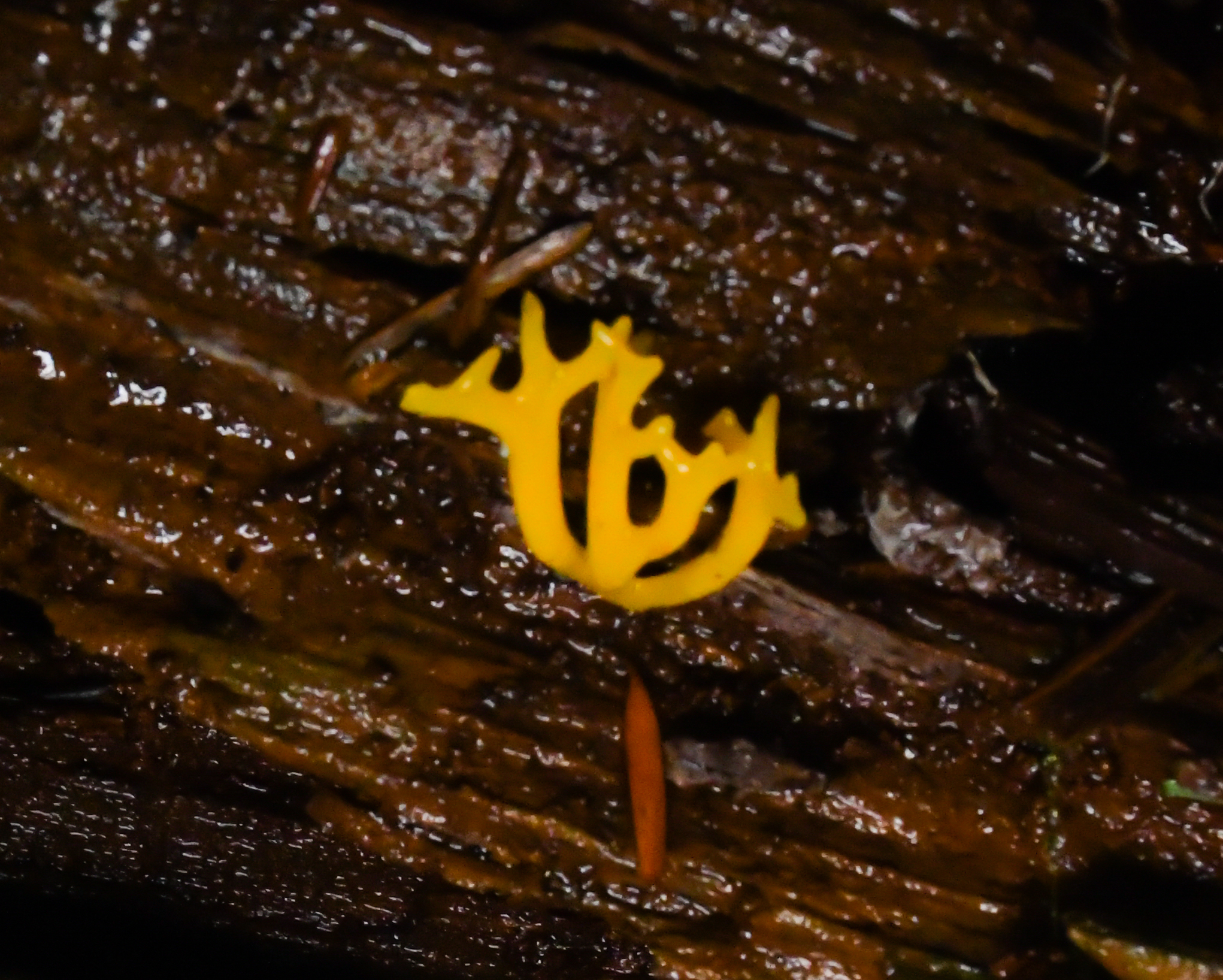 Calocera viscosa