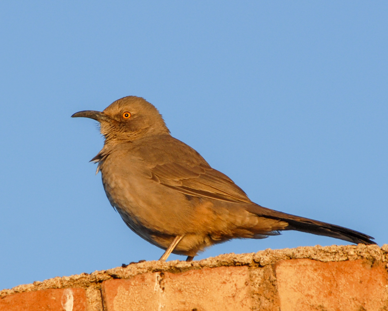 Curve-billed Thrasher