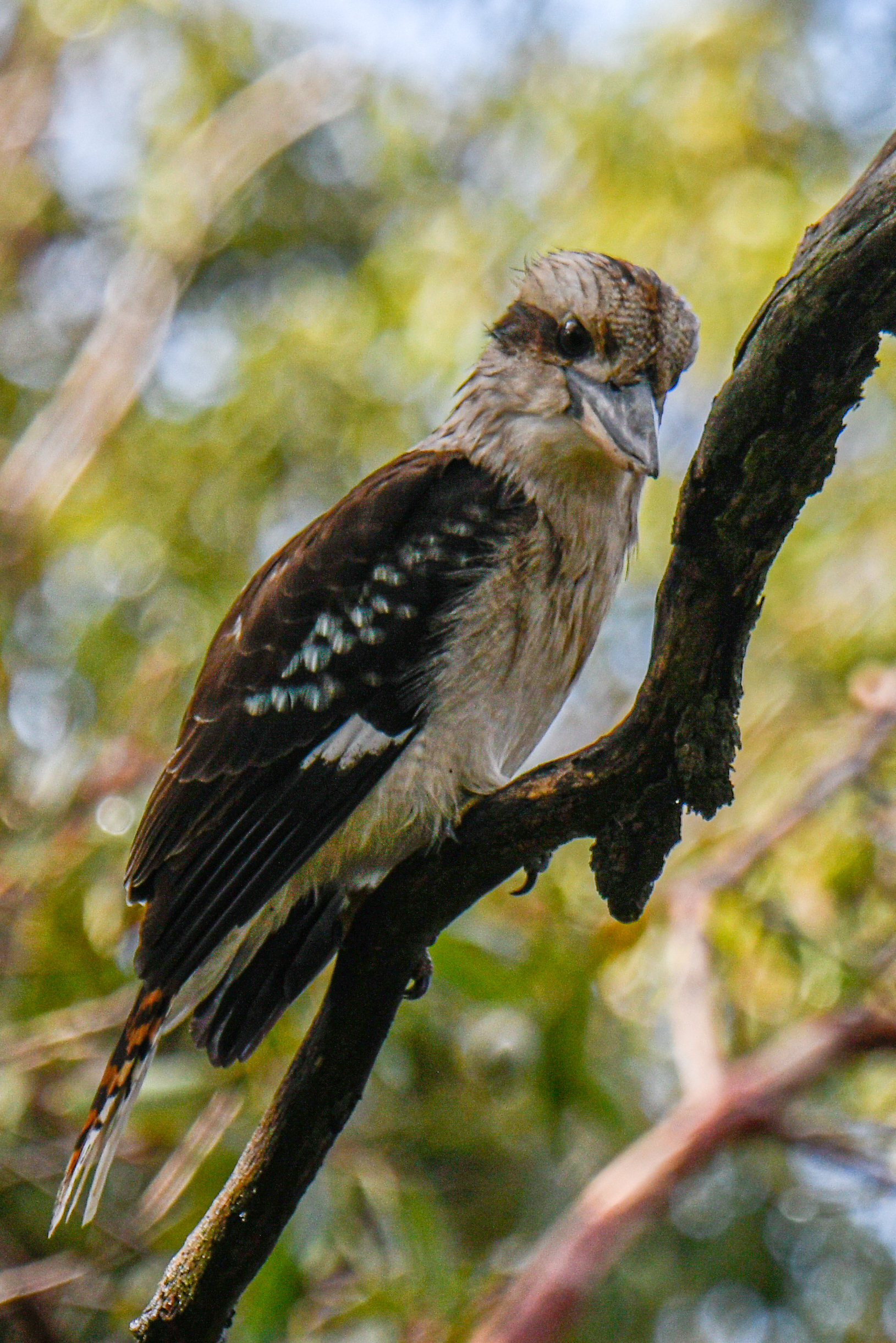 Laughing Kookaburra