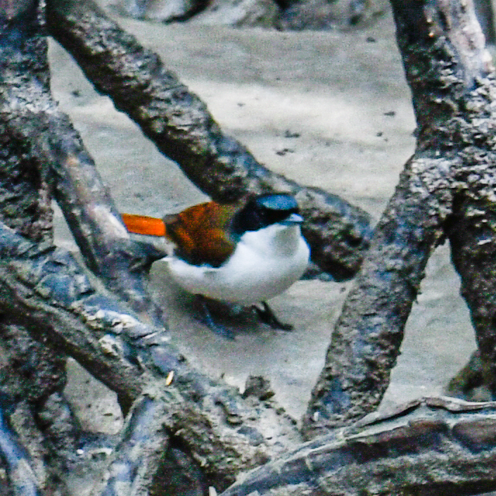 Shining Flycatcher