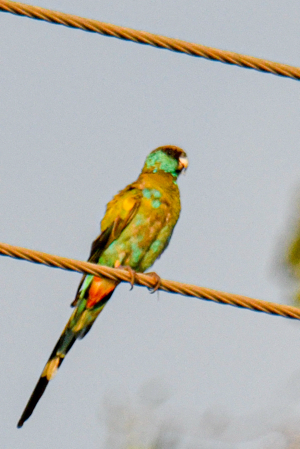 Hooded Parrot