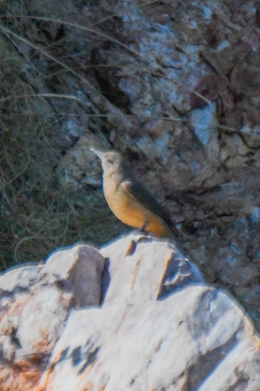 Sandstone Shrike-thrush