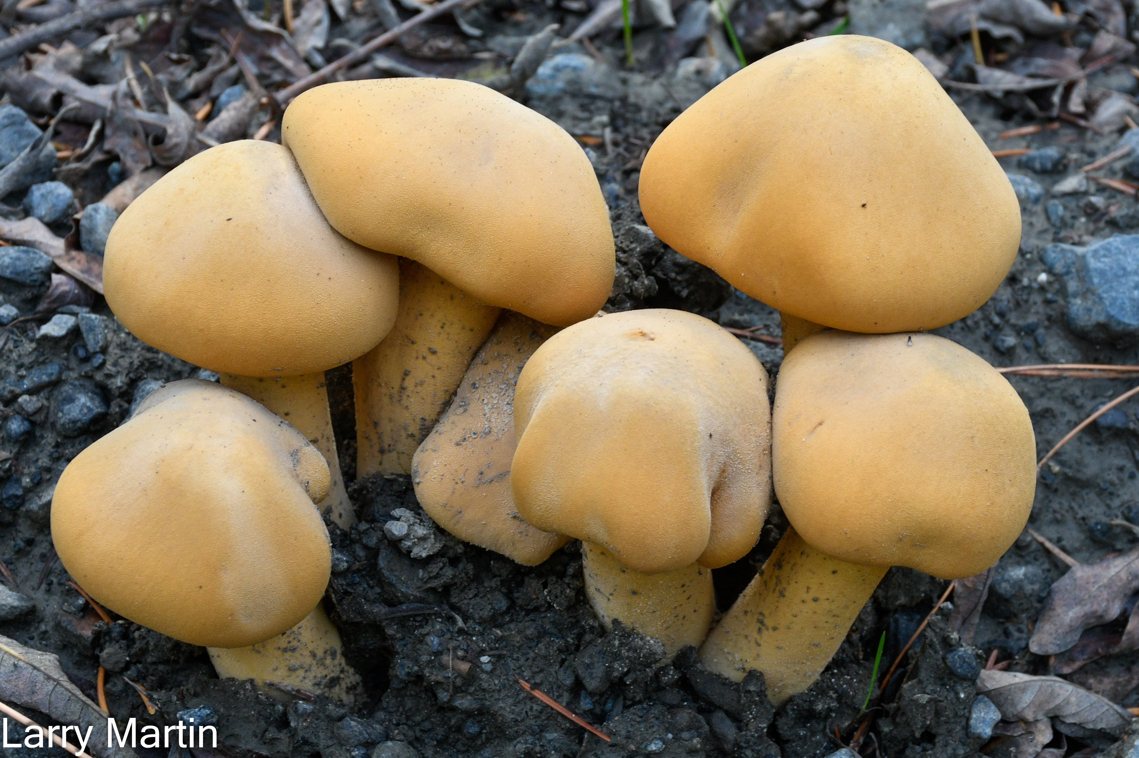 Phaeolepiota aurea