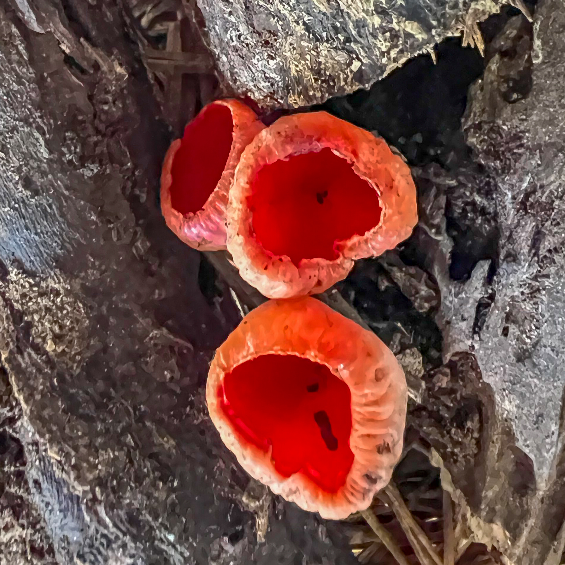 Sarcoscypha coccinea