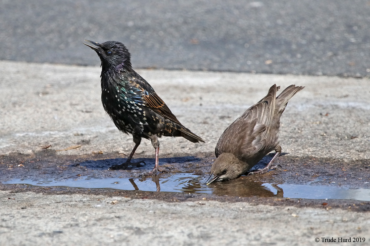 Starlings drinking
