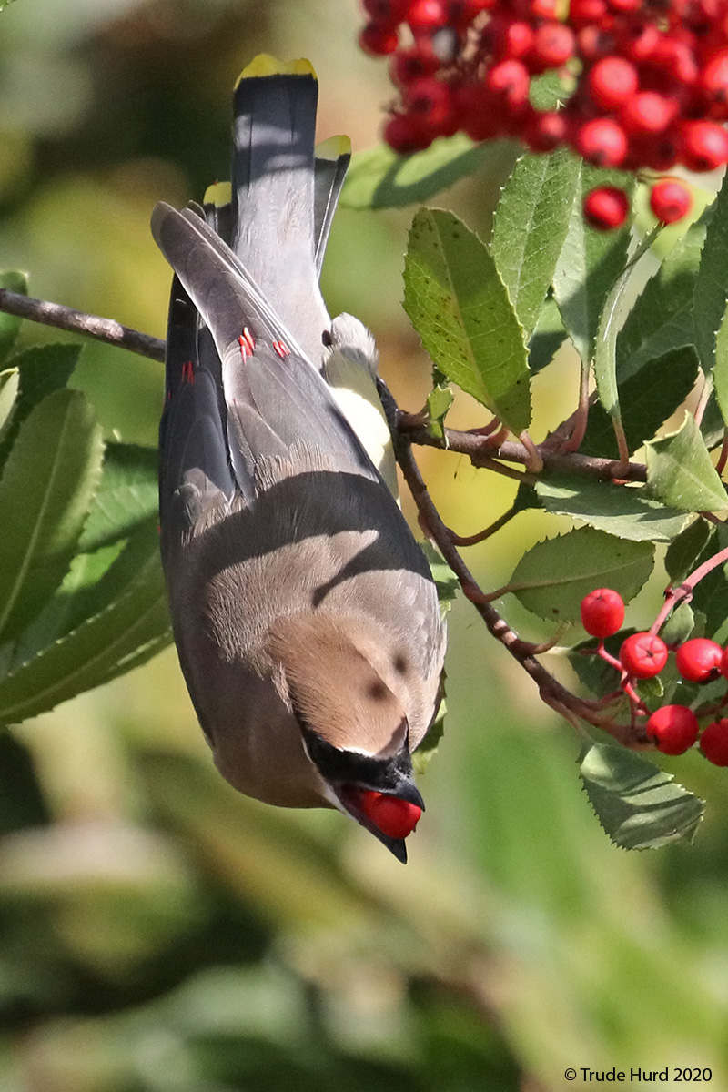 Cedar Waxwing doing acrobatics while eating a toyon berry