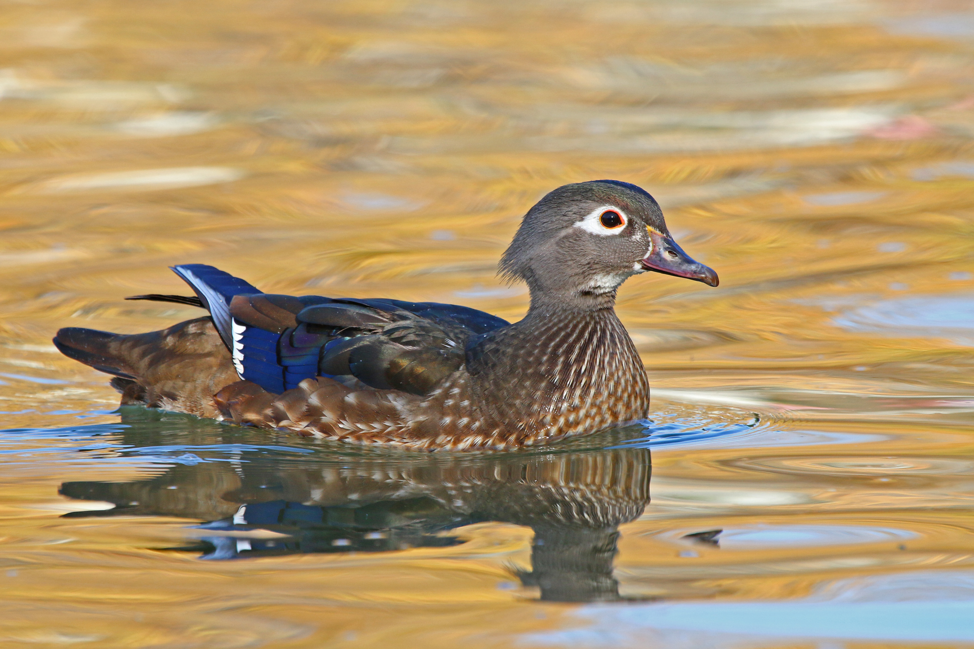 February - Wood Duck (at Irvine Park)