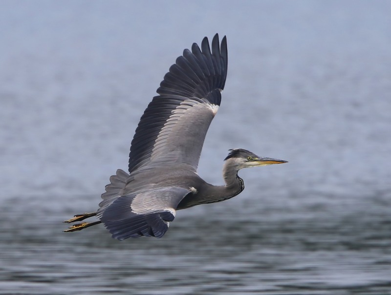 Blauwe Reiger - Grey Heron