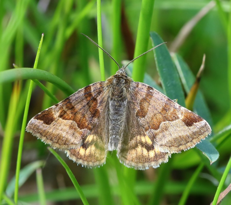 Bruine Daguil - Brunet Companion Moth