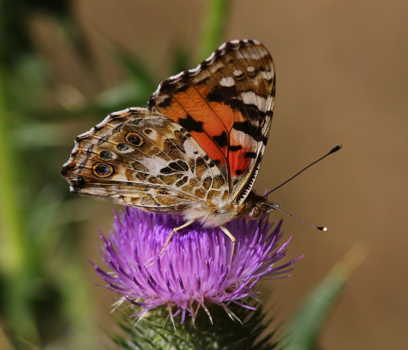 Distelvlinder - Painted Lady