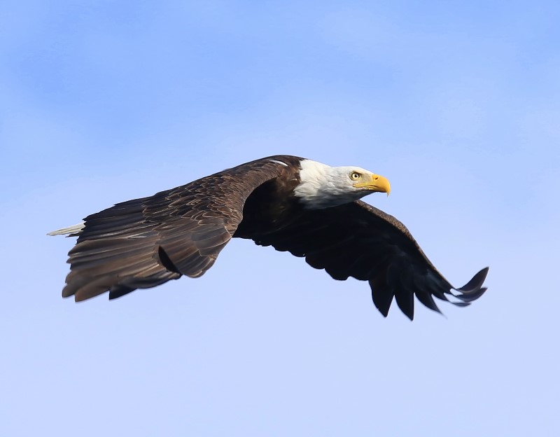 Amerikaanse Zeearend - Bald Eagle