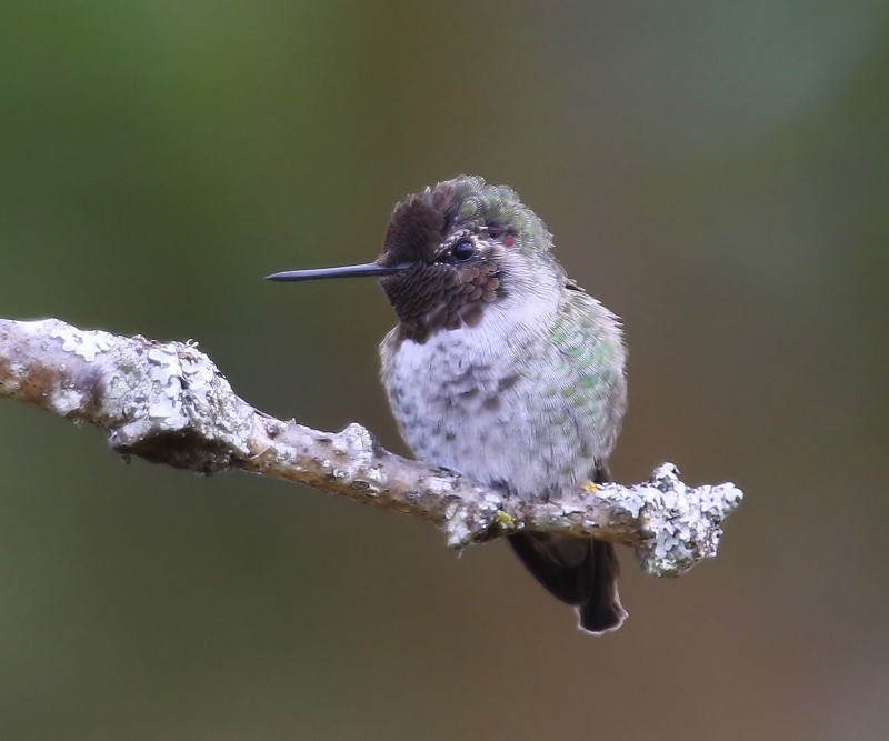 Annas Kolibrie - Annas Hummingbird