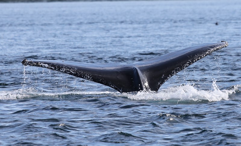 Bultrug - Humpback Whale