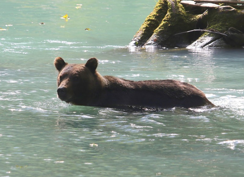 Grizzlybeer - Grizzly Bear