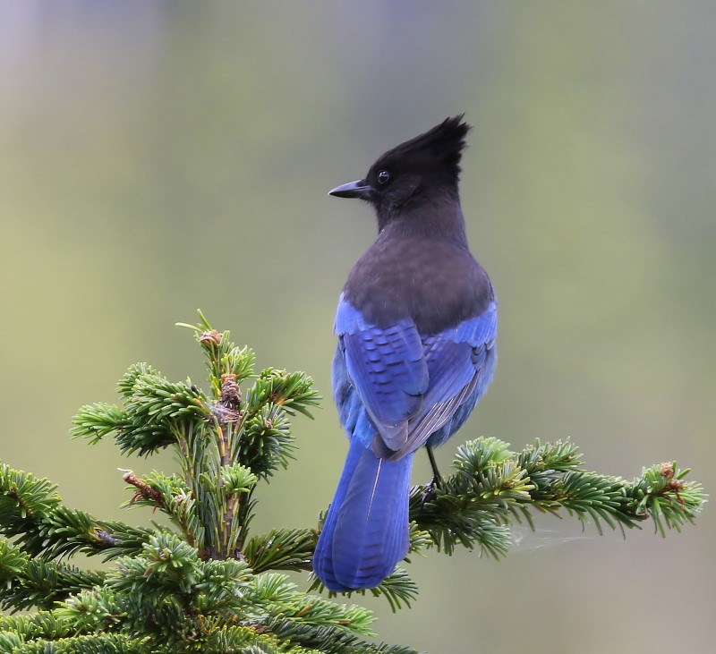 Stellers Gaai - Stellers Jay