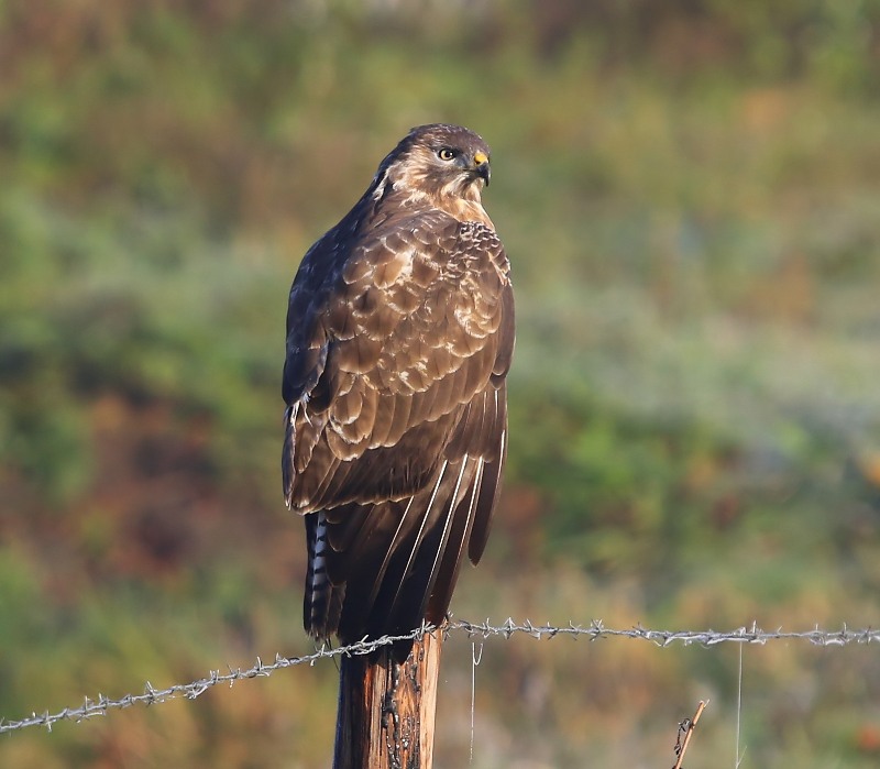 Buizerd - Common Buzzard