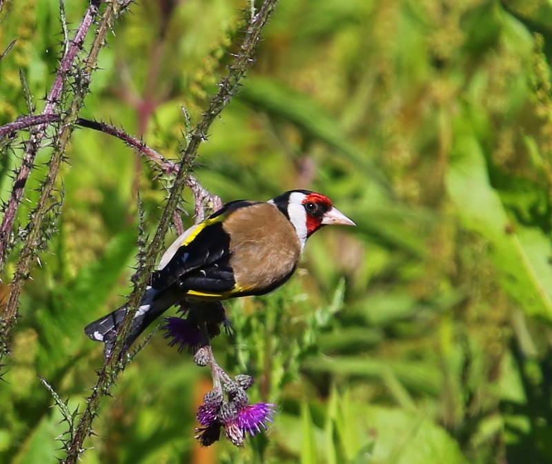 Putter - European Goldfinch
