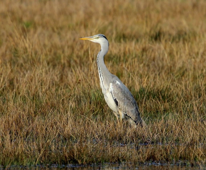 Blauwe Reiger- Grey Heron