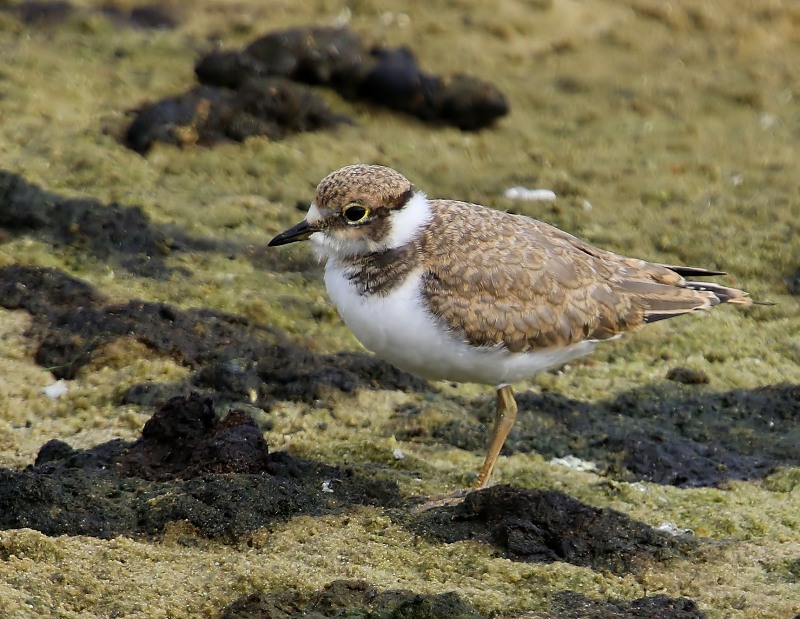 Kleine Plevier - Little Ringed Plover