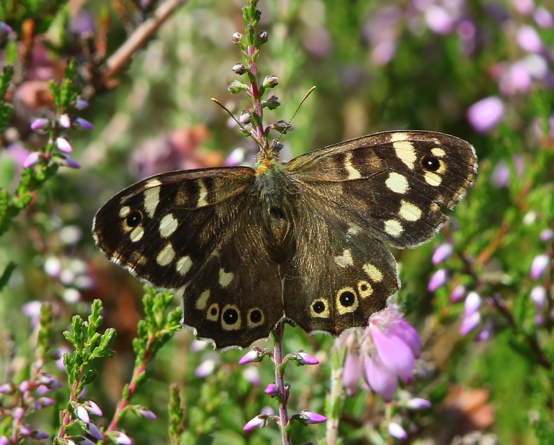 Bont Zandoogje - Speckled Wood