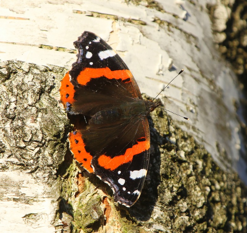 Atalanta - Red Admiral