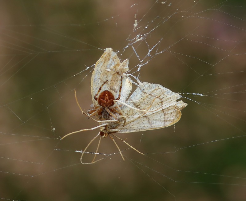 Brede Wielwebspin - Gorse Orb-weaver