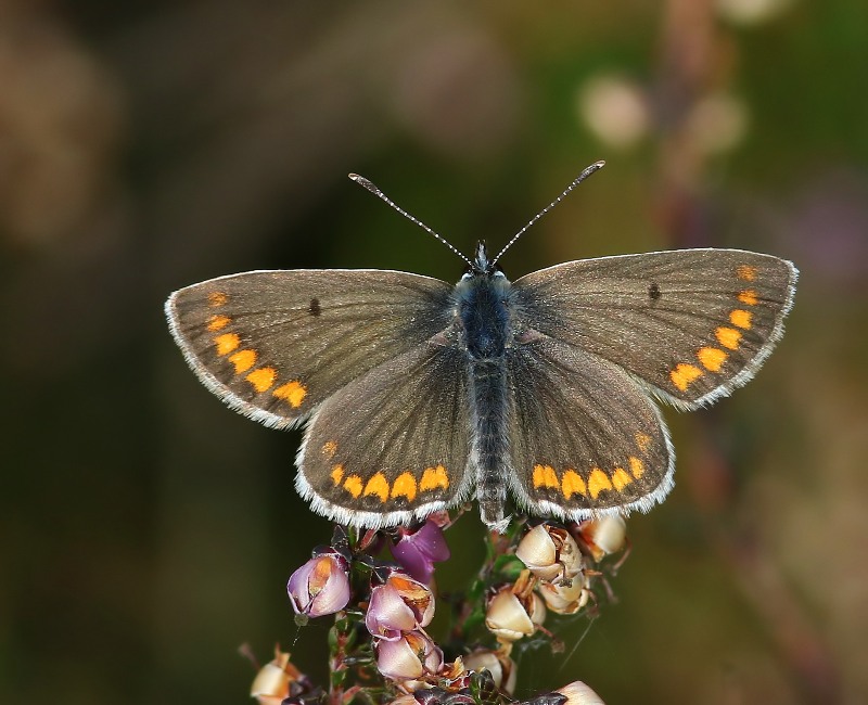 Bruin Blauwtje - Brown Argus