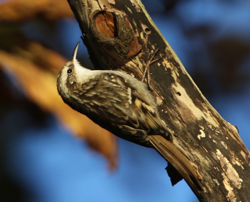 Boomkruiper - Short-toed Treecreeper