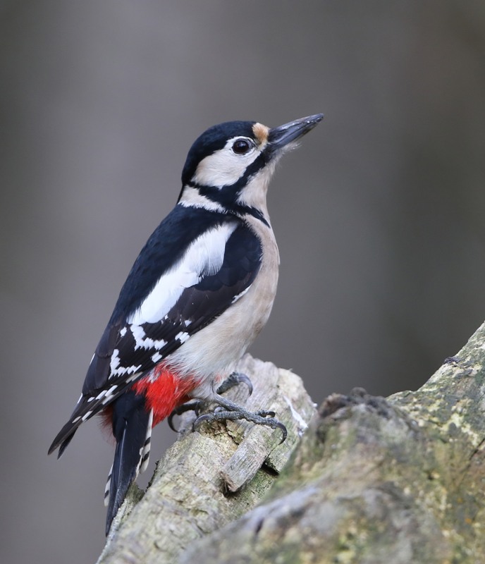 Grote Bonte Specht - Great Spotted Woodpecker