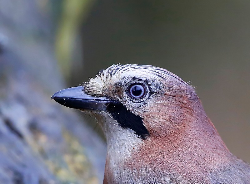 Gaai - Eurasian Jay