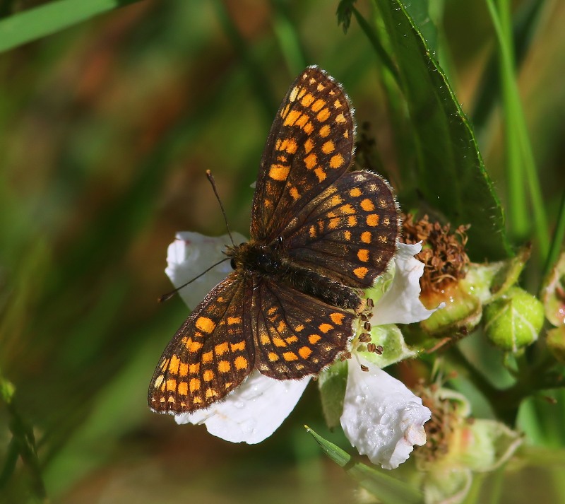 Bosparelmoervlinder - Heath Fritillary