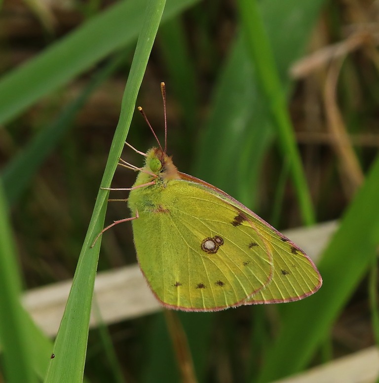 Oranje Luzernevlinder - Clouded Yellow