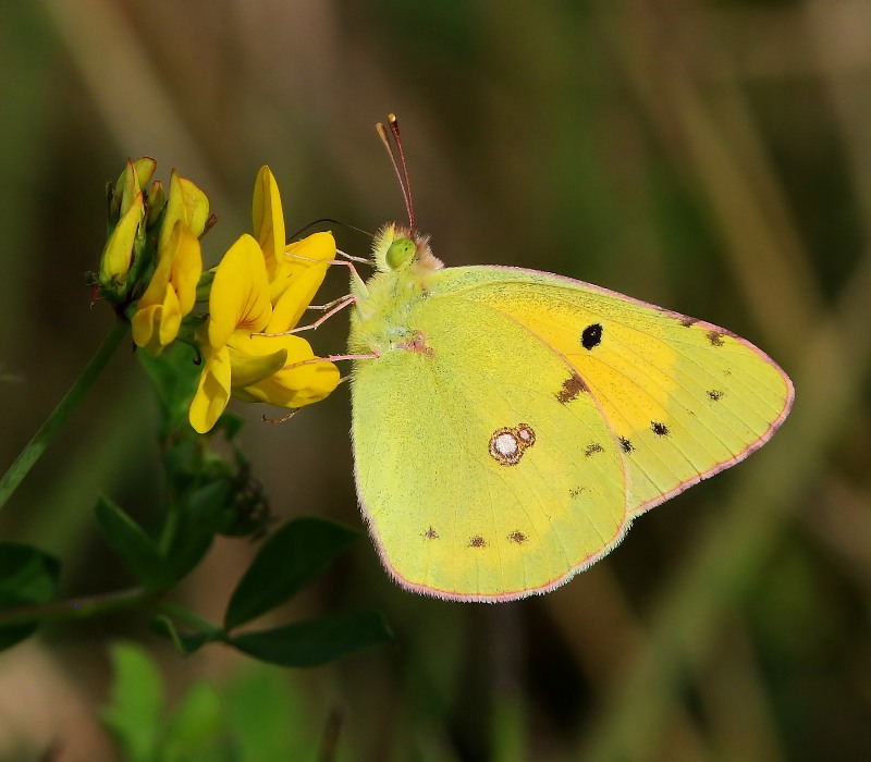 Oranje Luzernevlinder - Clouded Yellow