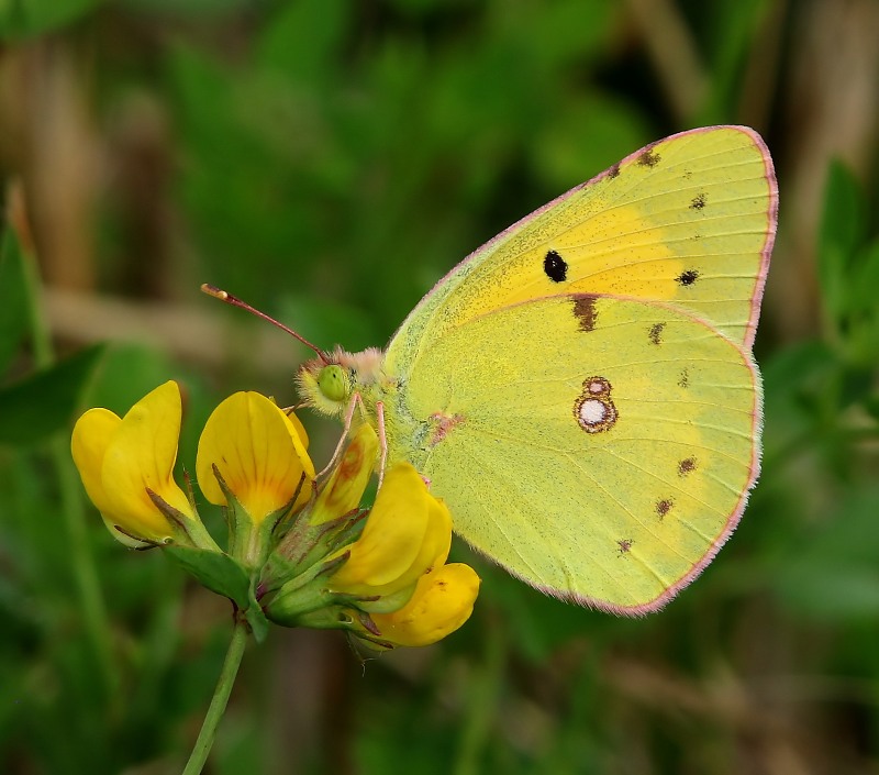 Oranje Luzernevlinder - Clouded Yellow