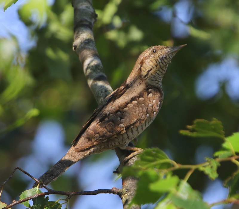 Draaihals - Eurasian Wryneck