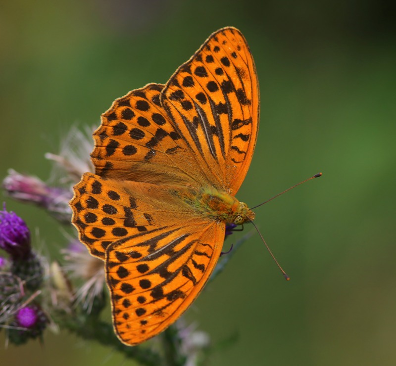 Keizersmantel - Silver-washed Fritillary