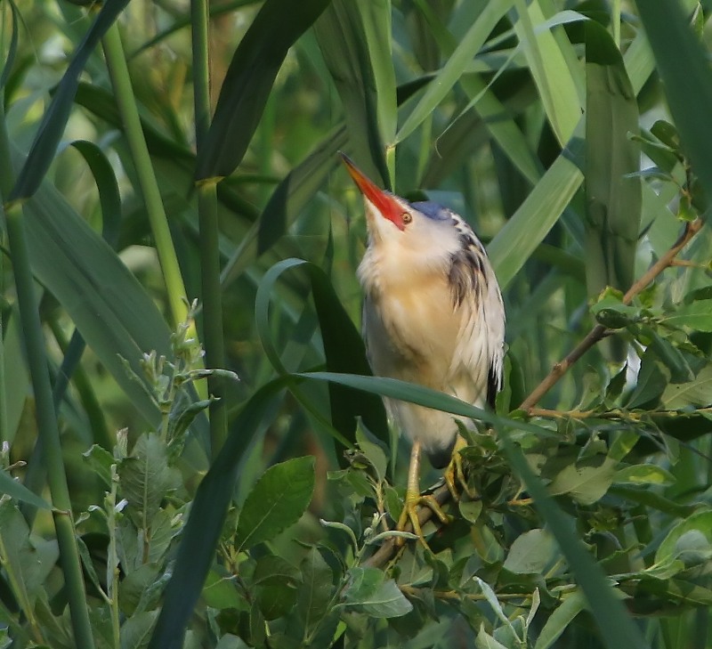 Woudaap - Little Bittern