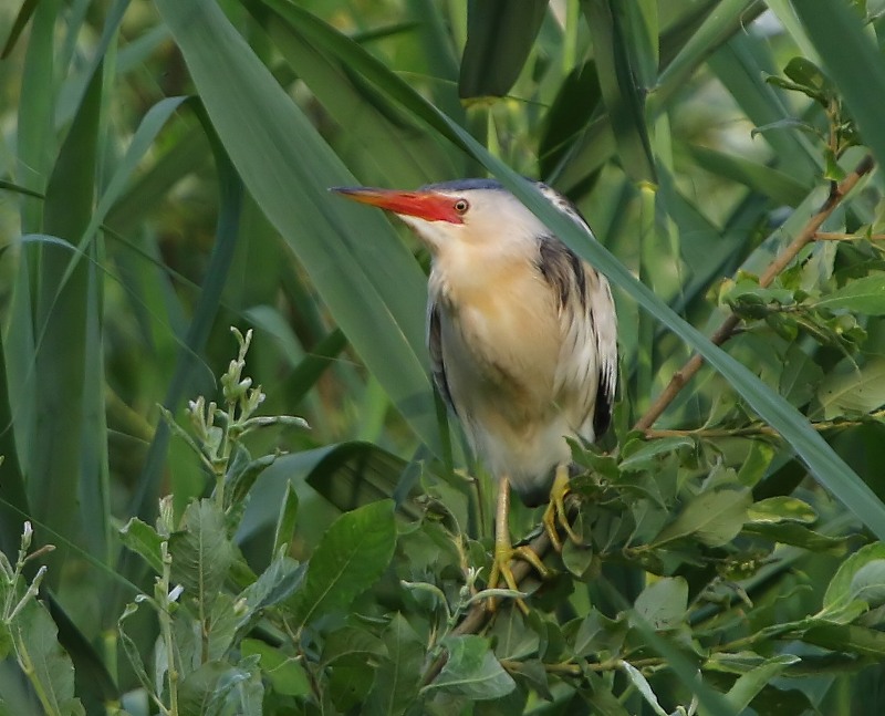 Woudaap - Little Bittern