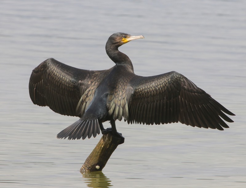 Aalscholver - Great Cormorant
