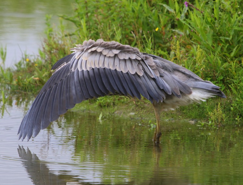 Blauwe Reiger - Grey Heron